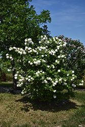 Snowball Viburnum (Viburnum opulus 'Roseum') at Debbie's Greenhouse & Garden Centre
