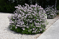 Dwarf Korean Lilac (Syringa meyeri 'Palibin') at Debbie's Greenhouse & Garden Centre