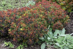 Bonfire Cushion Spurge (Euphorbia polychroma 'Bonfire') at Debbie's Greenhouse & Garden Centre