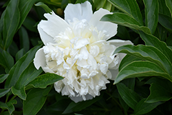 Lancaster Imp Peony (Paeonia 'Lancaster Imp') at Debbie's Greenhouse & Garden Centre
