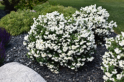 Snowbelle Mockorange (Philadelphus 'Snowbelle') at Debbie's Greenhouse & Garden Centre
