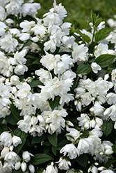 Snowbelle Mockorange (Philadelphus 'Snowbelle') at Debbie's Greenhouse & Garden Centre