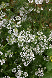 Cilantro (Coriandrum sativum) at Debbie's Greenhouse & Garden Centre