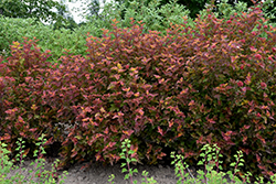 Amber Jubilee Ninebark (Physocarpus opulifolius 'Jefam') at Debbie's Greenhouse & Garden Centre
