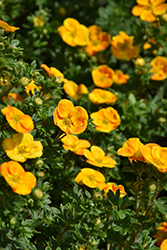 Bella Sol Potentilla (Potentilla fruticosa 'Hachdon') at Debbie's Greenhouse & Garden Centre