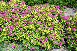 Double Play Gold Spirea (Spiraea japonica 'Yan') at Debbie's Greenhouse & Garden Centre