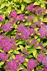 Double Play Gold Spirea (Spiraea japonica 'Yan') at Debbie's Greenhouse & Garden Centre