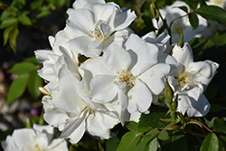 Morden Snowbeauty Rose (Rosa 'Morden Snowbeauty') at Debbie's Greenhouse & Garden Centre