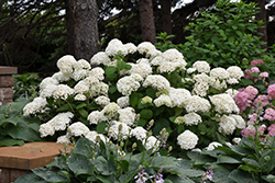 Annabelle Hydrangea (Hydrangea arborescens 'Annabelle') at Debbie's Greenhouse & Garden Centre
