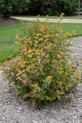 Amber Jubilee Ninebark (Physocarpus opulifolius 'Jefam') at Debbie's Greenhouse & Garden Centre