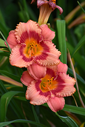 Strawberry Candy Daylily (Hemerocallis 'Strawberry Candy') at Debbie's Greenhouse & Garden Centre