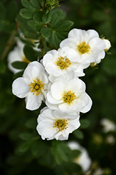 Creme Brulee Potentilla (Potentilla fruticosa 'Bailbrule') at Debbie's Greenhouse & Garden Centre