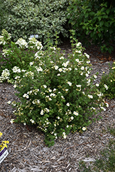 Creme Brulee Potentilla (Potentilla fruticosa 'Bailbrule') at Debbie's Greenhouse & Garden Centre