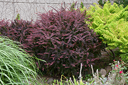 Rose Glow Japanese Barberry (Berberis thunbergii 'Rose Glow') at Debbie's Greenhouse & Garden Centre