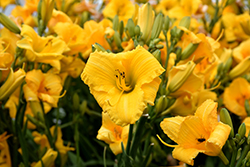 Bakabana Daylily (Hemerocallis 'Bakabana') at Debbie's Greenhouse & Garden Centre