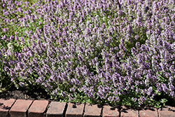Common Thyme (Thymus vulgaris) at Debbie's Greenhouse & Garden Centre