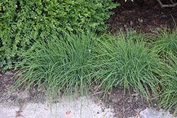Chives (Allium schoenoprasum) at Debbie's Greenhouse & Garden Centre