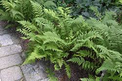 Lady in Red Fern (Athyrium filix-femina 'Lady in Red') at Debbie's Greenhouse & Garden Centre