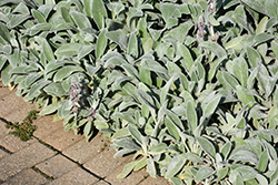 Lamb's Ears (Stachys byzantina) at Debbie's Greenhouse & Garden Centre