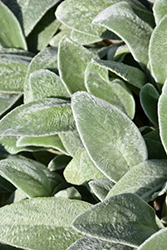 Lamb's Ears (Stachys byzantina) at Debbie's Greenhouse & Garden Centre
