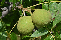 Black Walnut (Juglans nigra) at Debbie's Greenhouse & Garden Centre