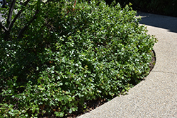 Gro-Low Fragrant Sumac (Rhus aromatica 'Gro-Low') at Debbie's Greenhouse & Garden Centre