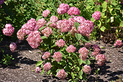 Invincibelle Ruby Hydrangea (Hydrangea arborescens 'NCHA3') at Debbie's Greenhouse & Garden Centre