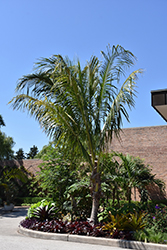 Coconut Palm (Cocos nucifera) at Debbie's Greenhouse & Garden Centre