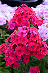 Red Riding Hood Garden Phlox (Phlox paniculata 'Red Riding Hood') at Debbie's Greenhouse & Garden Centre