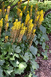 The Rocket Rayflower (Ligularia 'The Rocket') at Debbie's Greenhouse & Garden Centre