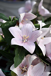 Fuji Pink Balloon Flower (Platycodon grandiflorus 'Fuji Pink') at Debbie's Greenhouse & Garden Centre