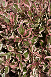 My Monet Weigela (Weigela florida 'Verweig') at Debbie's Greenhouse & Garden Centre