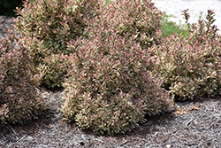 My Monet Weigela (Weigela florida 'Verweig') at Debbie's Greenhouse & Garden Centre