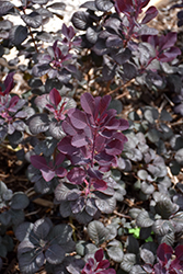 Winecraft Black Smokebush (Cotinus coggygria 'NCCO1') at Debbie's Greenhouse & Garden Centre