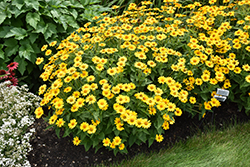 Tuscan Sun False Sunflower (Heliopsis helianthoides 'Tuscan Sun') at Debbie's Greenhouse & Garden Centre