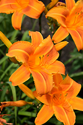 Rocket City Daylily (Hemerocallis 'Rocket City') at Debbie's Greenhouse & Garden Centre