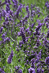 SuperBlue Lavender (Lavandula angustifolia 'SuperBlue') at Debbie's Greenhouse & Garden Centre