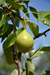 Ure Pear (Pyrus 'Ure') at Debbie's Greenhouse & Garden Centre