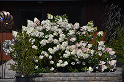 Vanilla Strawberry Hydrangea (Hydrangea paniculata 'Renhy') at Debbie's Greenhouse & Garden Centre