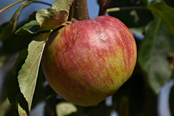 Hardi-Mac Apple (Malus 'Hardi-Mac') at Debbie's Greenhouse & Garden Centre