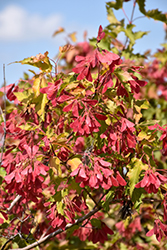 Amur Maple (Acer ginnala) at Debbie's Greenhouse & Garden Centre