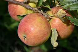 Odyssey Apple (Malus 'Jefsey') at Debbie's Greenhouse & Garden Centre