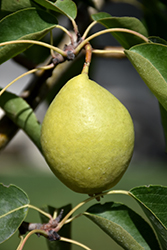 Early Gold Pear (Pyrus ussuriensis 'Early Gold') at Debbie's Greenhouse & Garden Centre