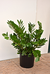ZZ Plant (Zamioculcas zamiifolia) at Debbie's Greenhouse & Garden Centre