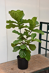 Fiddle Leaf Fig (Ficus lyrata) at Debbie's Greenhouse & Garden Centre