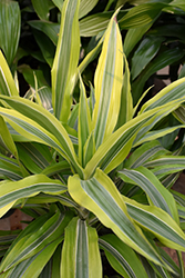 Goldstar Dracaena (Dracaena warneckii 'Goldstar') at Debbie's Greenhouse & Garden Centre