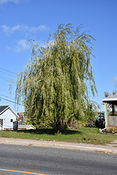 Prairie Cascade Weeping Willow (Salix 'Prairie Cascade') at Debbie's Greenhouse & Garden Centre