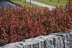 Gro-Low Fragrant Sumac (Rhus aromatica 'Gro-Low') at Debbie's Greenhouse & Garden Centre