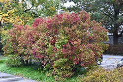 Autumn Jazz Viburnum (Viburnum dentatum 'Ralph Senior') at Debbie's Greenhouse & Garden Centre