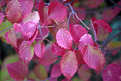 Autumn Jazz Viburnum (Viburnum dentatum 'Ralph Senior') at Debbie's Greenhouse & Garden Centre